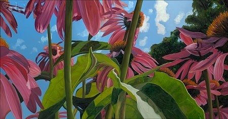 Aechinacea met blad - Theo Leijdekkers