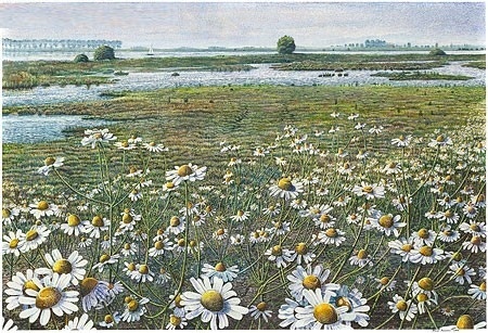 Kamille langs de Ijssel - Drago Pecenica