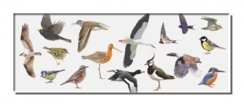 Koelkastmagneet - Vogels Elwin van der Kolk