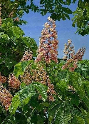 Kastanjebloei