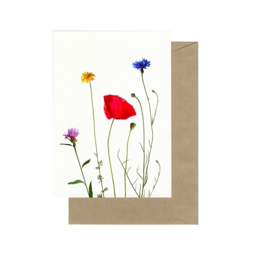 Bloemenweide in juni