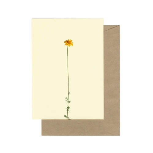 Bloemen Gele Kamille