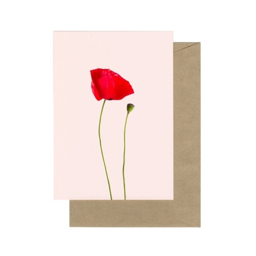 Bloem Grote Klaproos