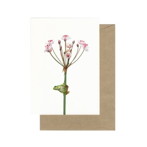 Boomkikker in zwanebloem