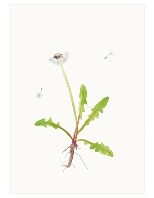 Print A4 Paardenbloem