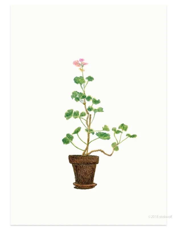 Plant Huisgeranium 