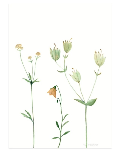 Bloemen bergbloemen Oranje