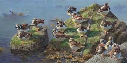 Rustende steenloper Elwin van der Kolk