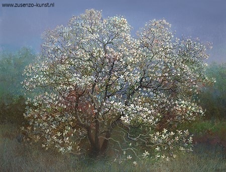 Bloeiende magnolia - Rein Pol