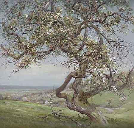 Bloeiende appelbomen Voerstreek - Patrick Creyghton