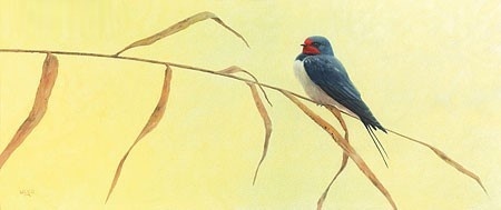 Barnswallow - Ulco Glimmerveen