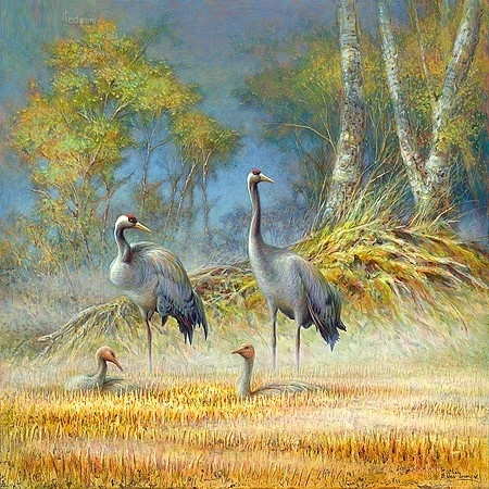 Kraanvogels- Erik van Ommen