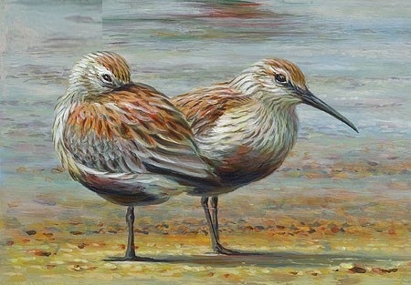 Bonte strandlopers - Erik van Ommen 