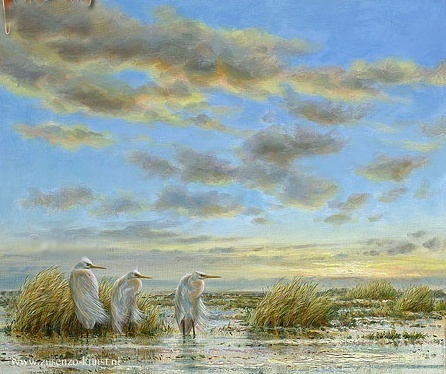 Grote zilverreigers - Erik van Ommen 
