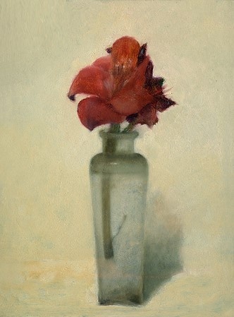 Amaryllis van Pieter Knorr