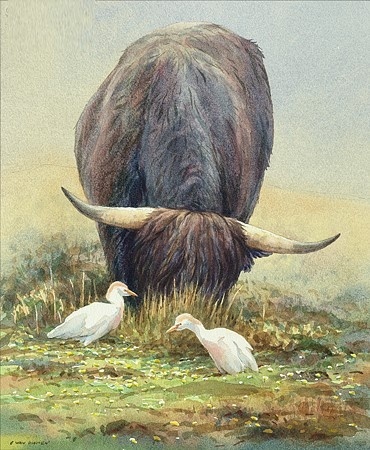Koereigers van Erik van Ommen