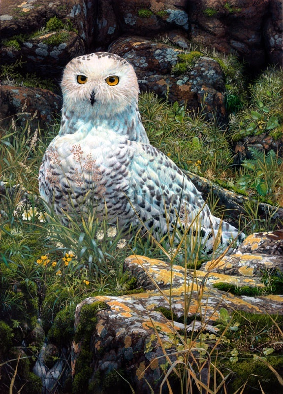 Snowy owl van Ulco Glimmerveen